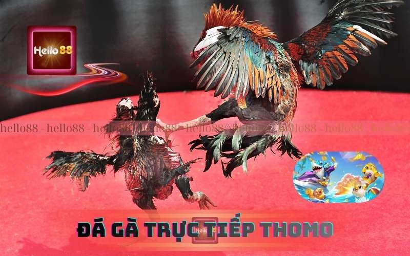 Đá Gà Trực Tiếp Thomo Bình Luận Viên Anh Quân Siêu Cuốn
