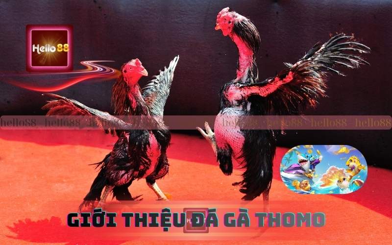 Giới thiệu về đá gà trực tiếp thomo tại Hello88